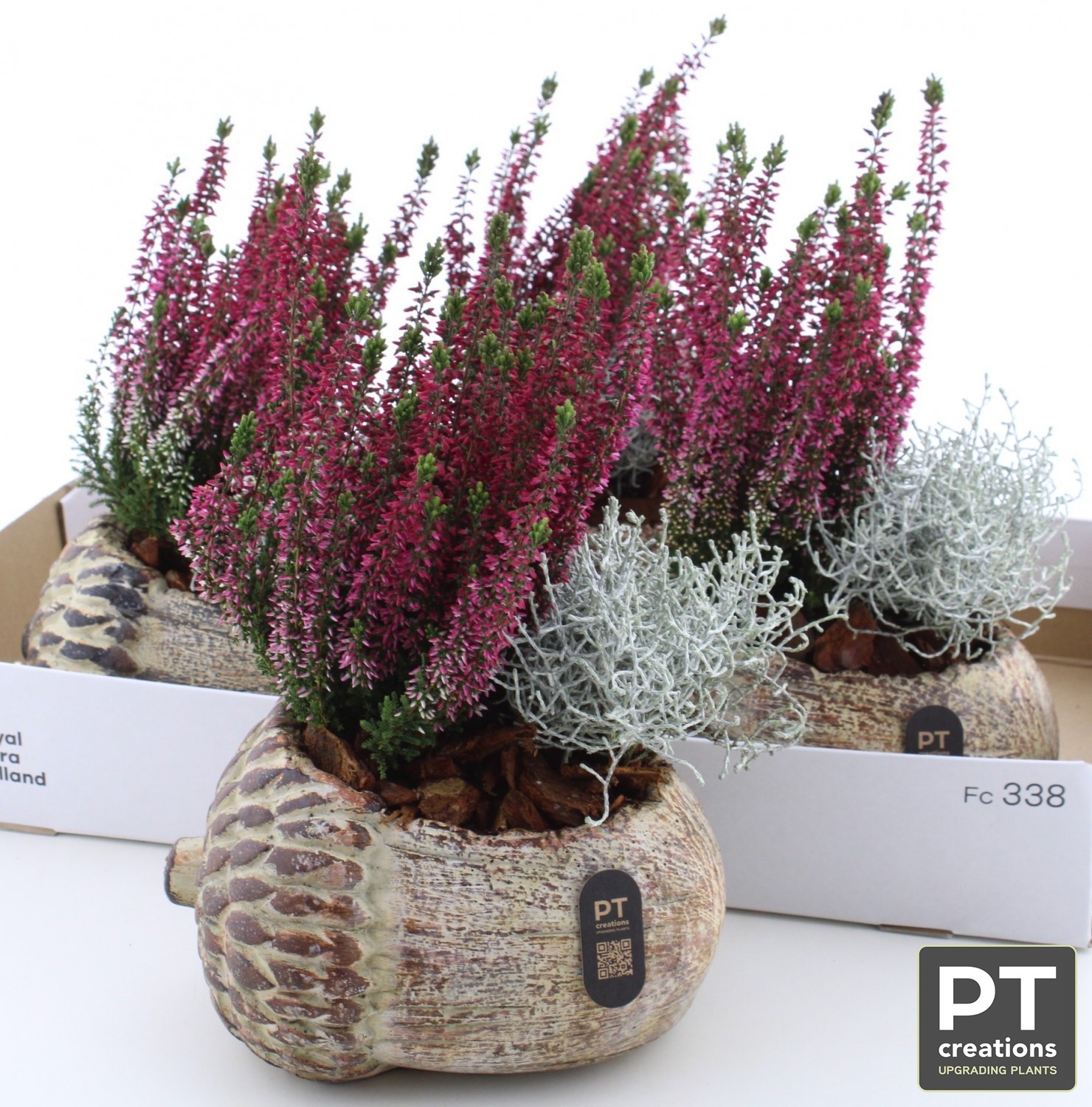 Arr Tuinplanten 21P 31cm 22bloei