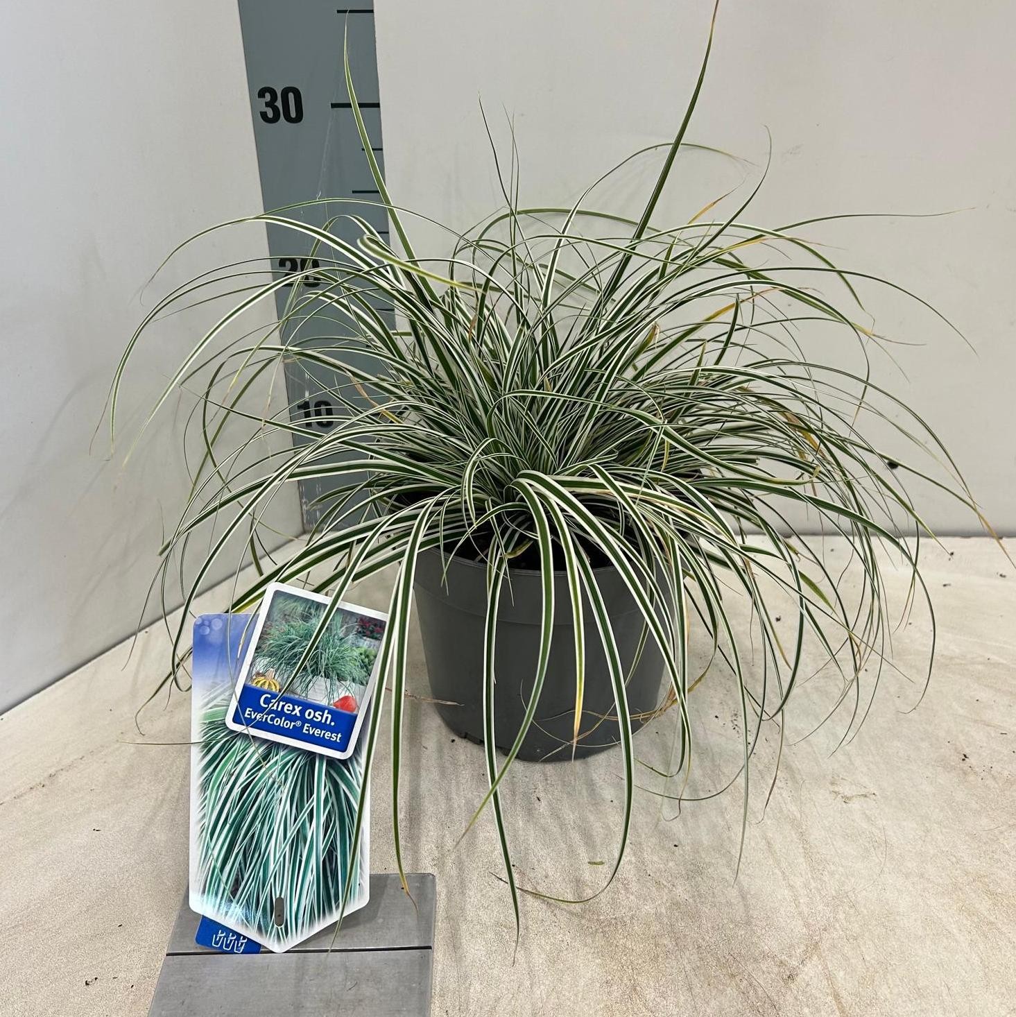 Picture of Carex oshimensis EverColor® Everest ('Fiwhite'PBR)