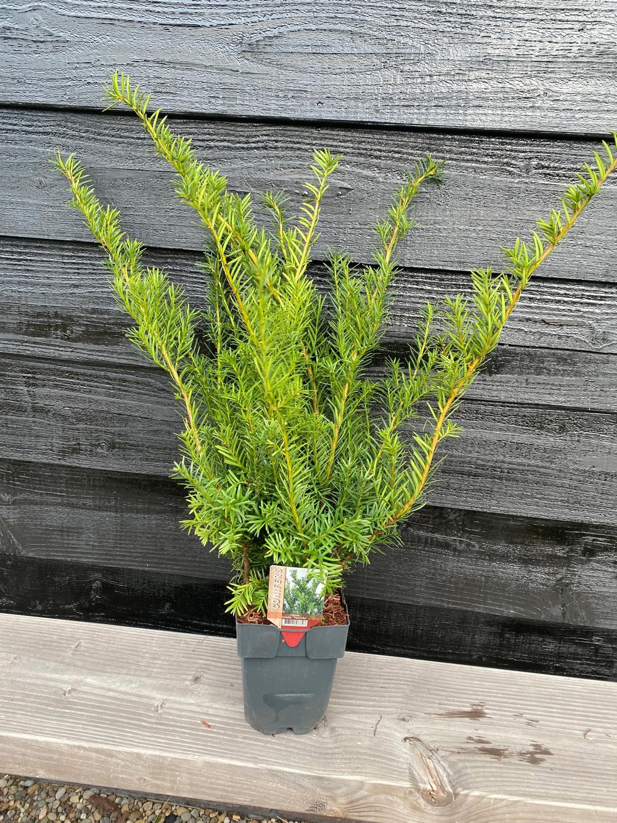 europäische stechpalme ilex aquifolium Stechpalme kaufen – immergrüne Heckenpflanze main image 1