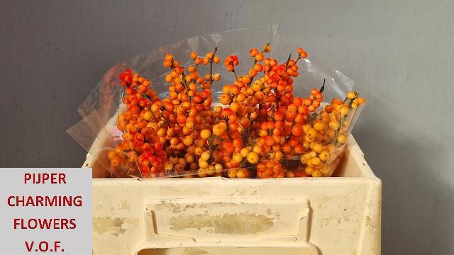 Ilex Winter Gold 30cm