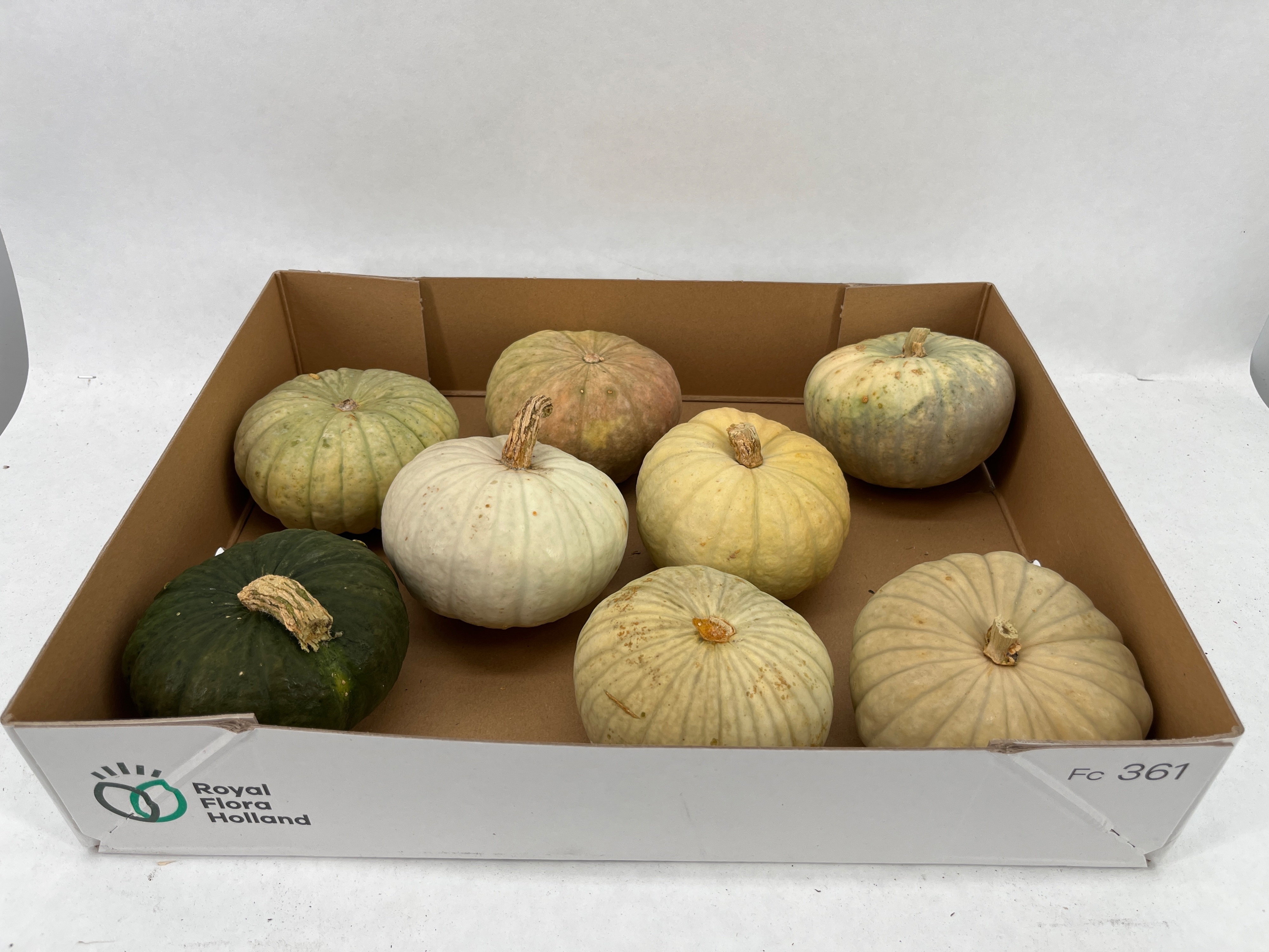Cucurbita Jarrahdale