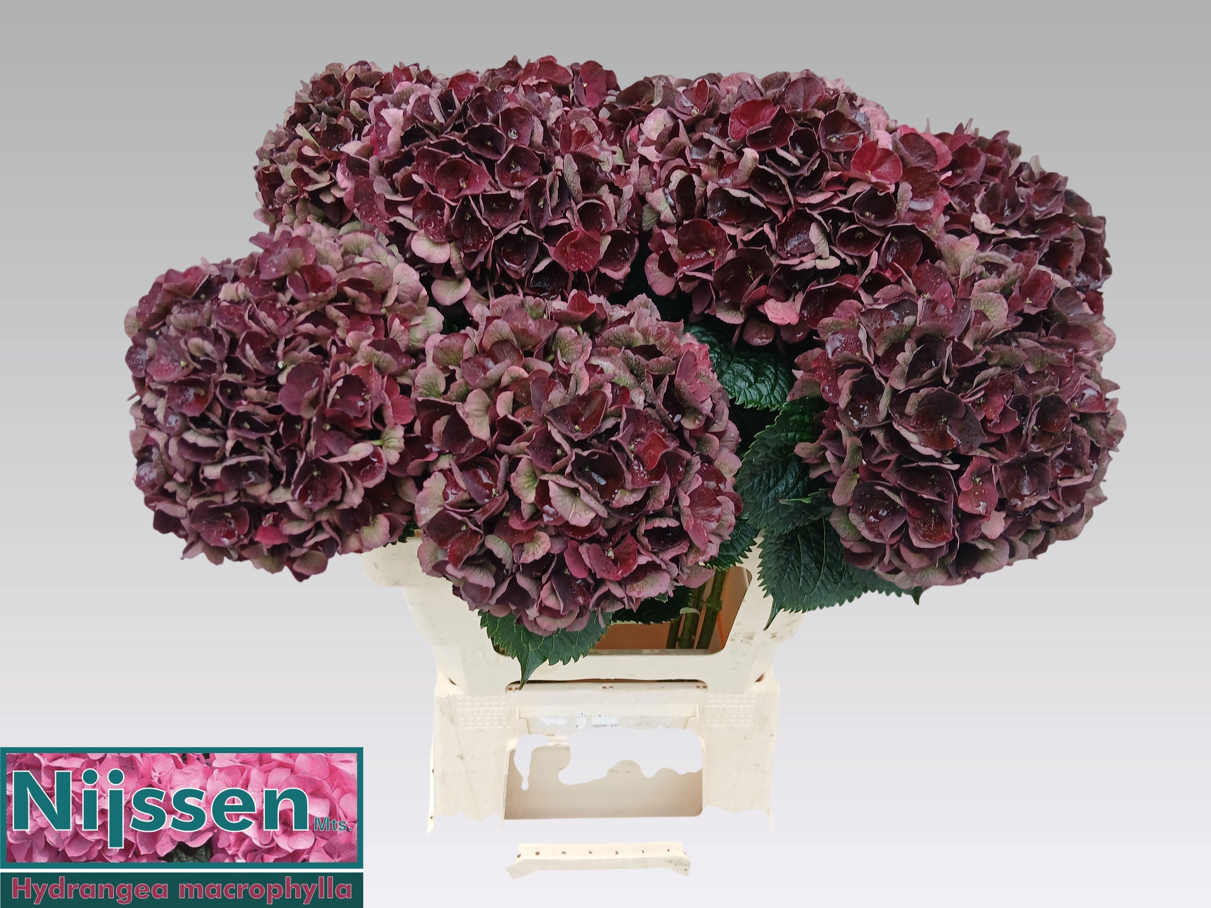 Hydrangea Dark Ruby Classic 60cm 16Ø