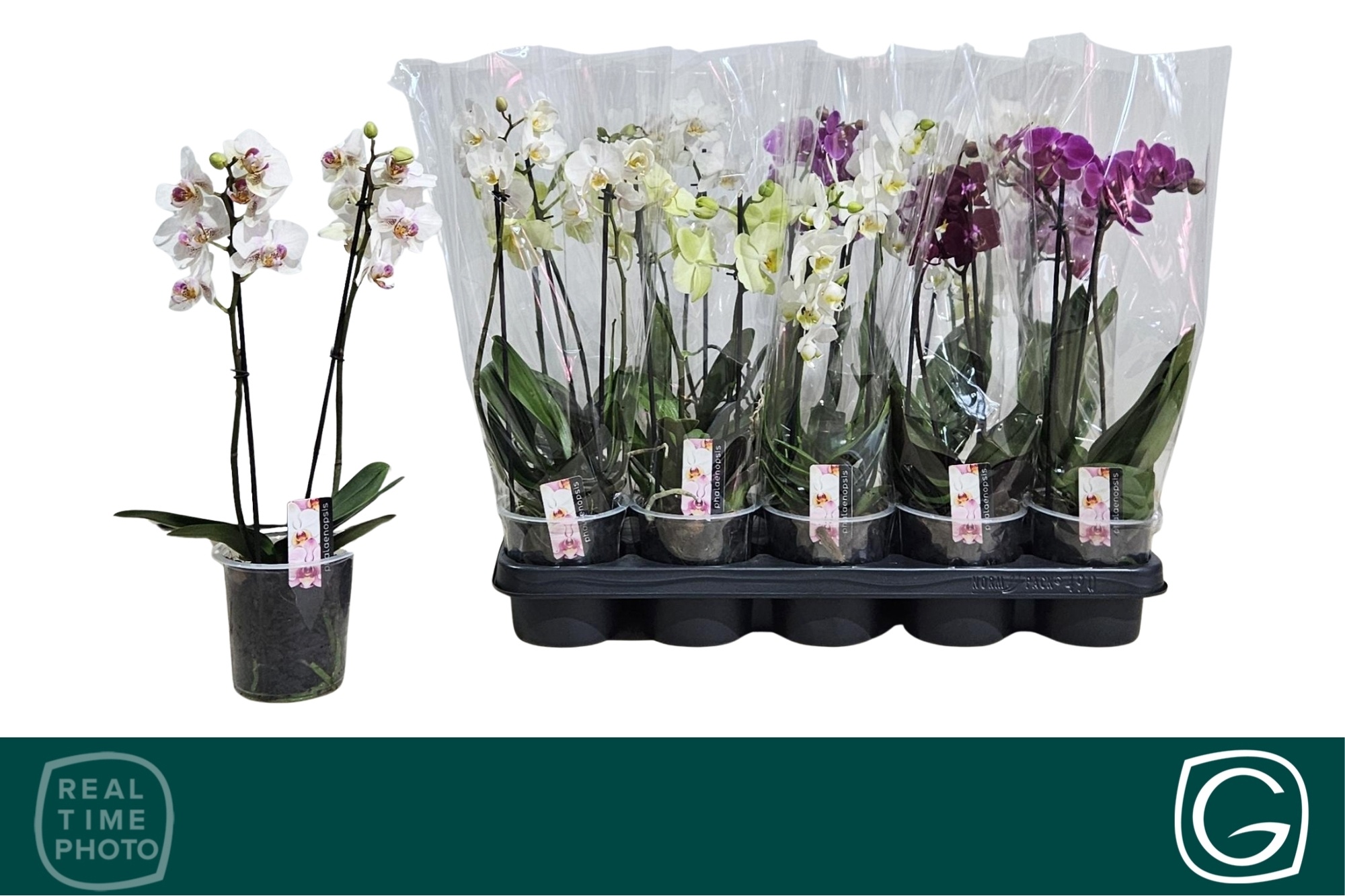 Phal Mf Gem 4 Kl 12Ø 38cm