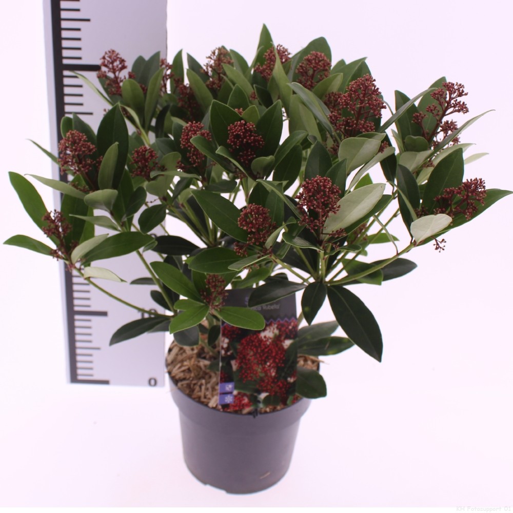 Picture of Skimmia jap. 'Rubella'