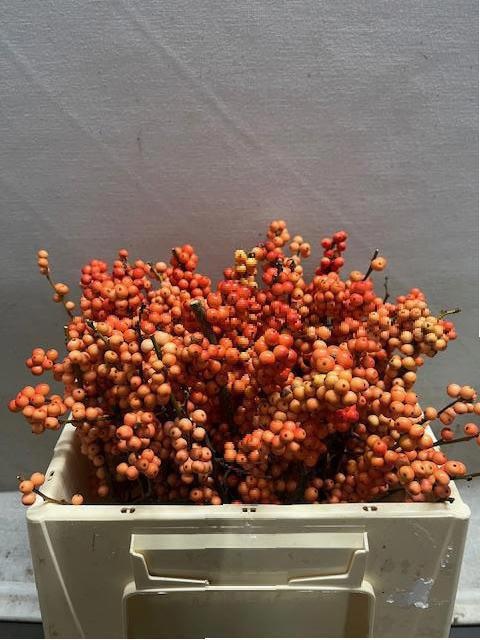 Ilex Winter Gold 35cm