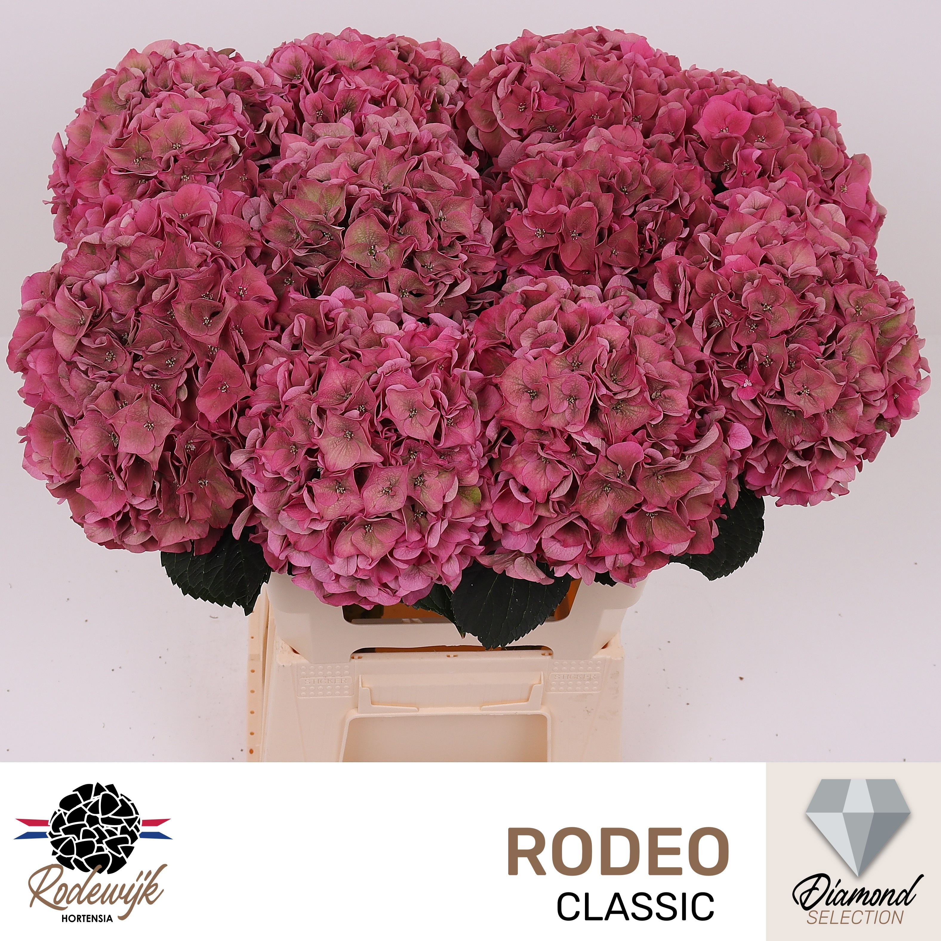 Hydrangea Rodeo Classic Pink 60cm 19Ø