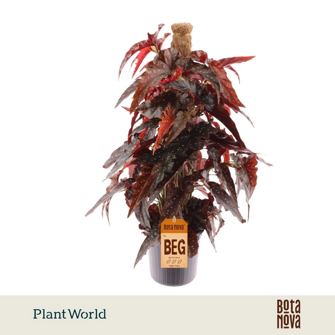Begonia Black Forrest Mosstok