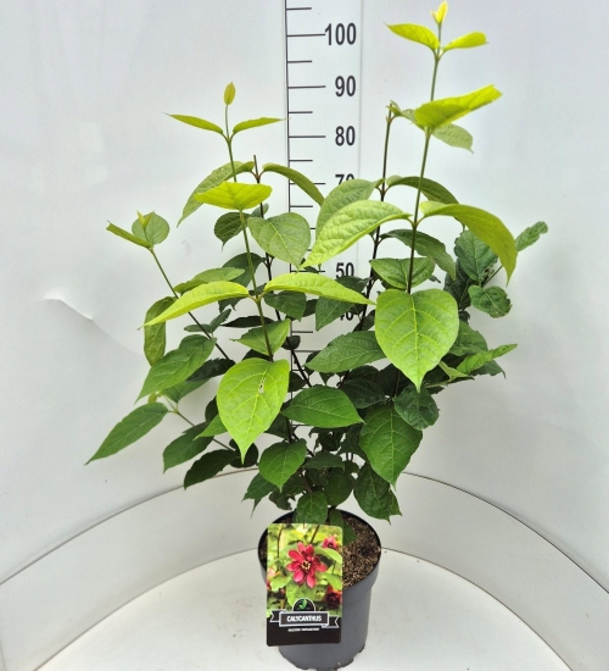 Sinocalycanthus r. 'Hartl.Wine'