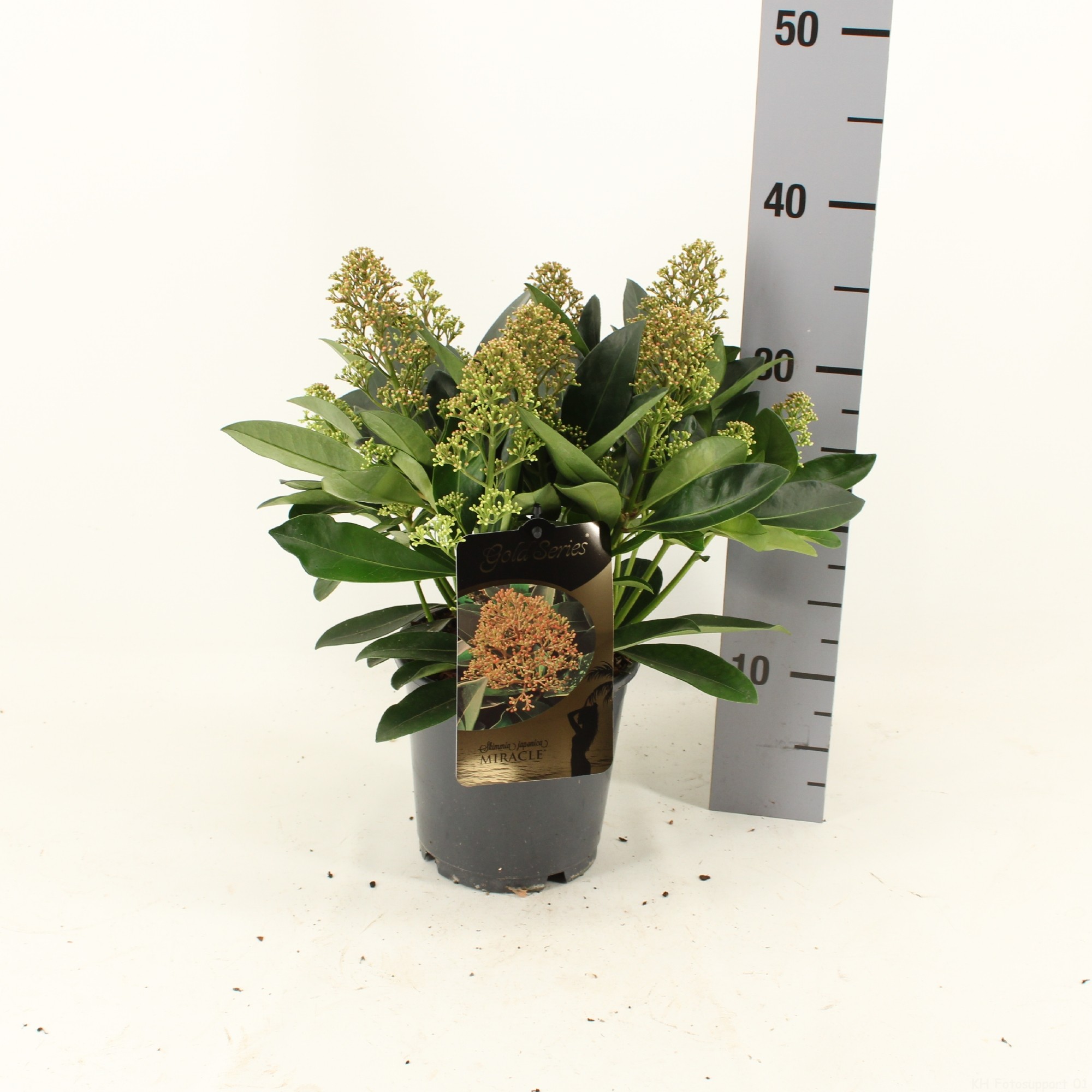 Picture of Skimmia japonica MIRACLE ® P15