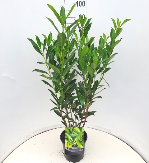 Picture of Prunus l. Caucasica P23 (5 Ltr)