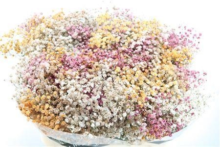Gypsophila Painted 80cm 40gram