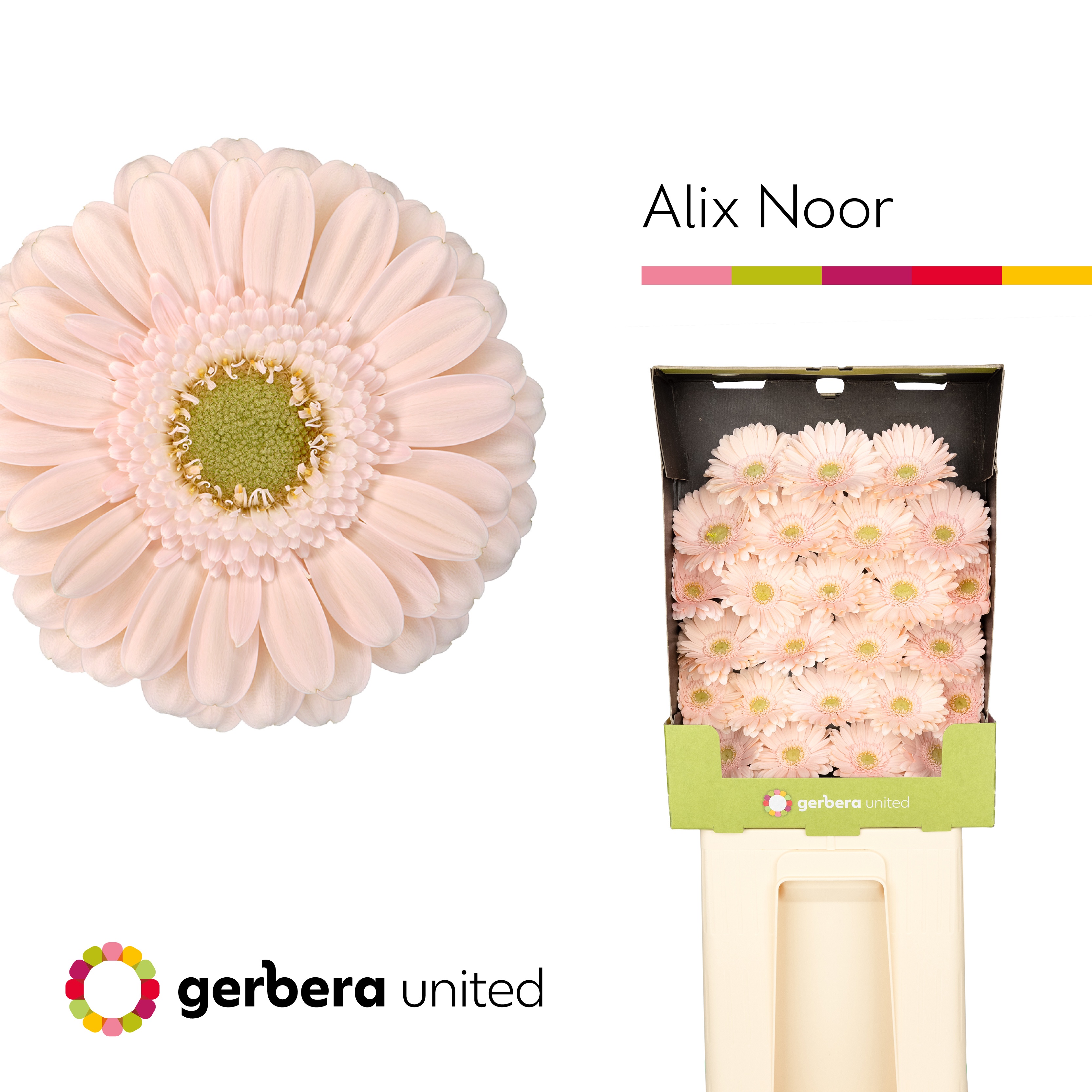 Ge Mi Alix-noor