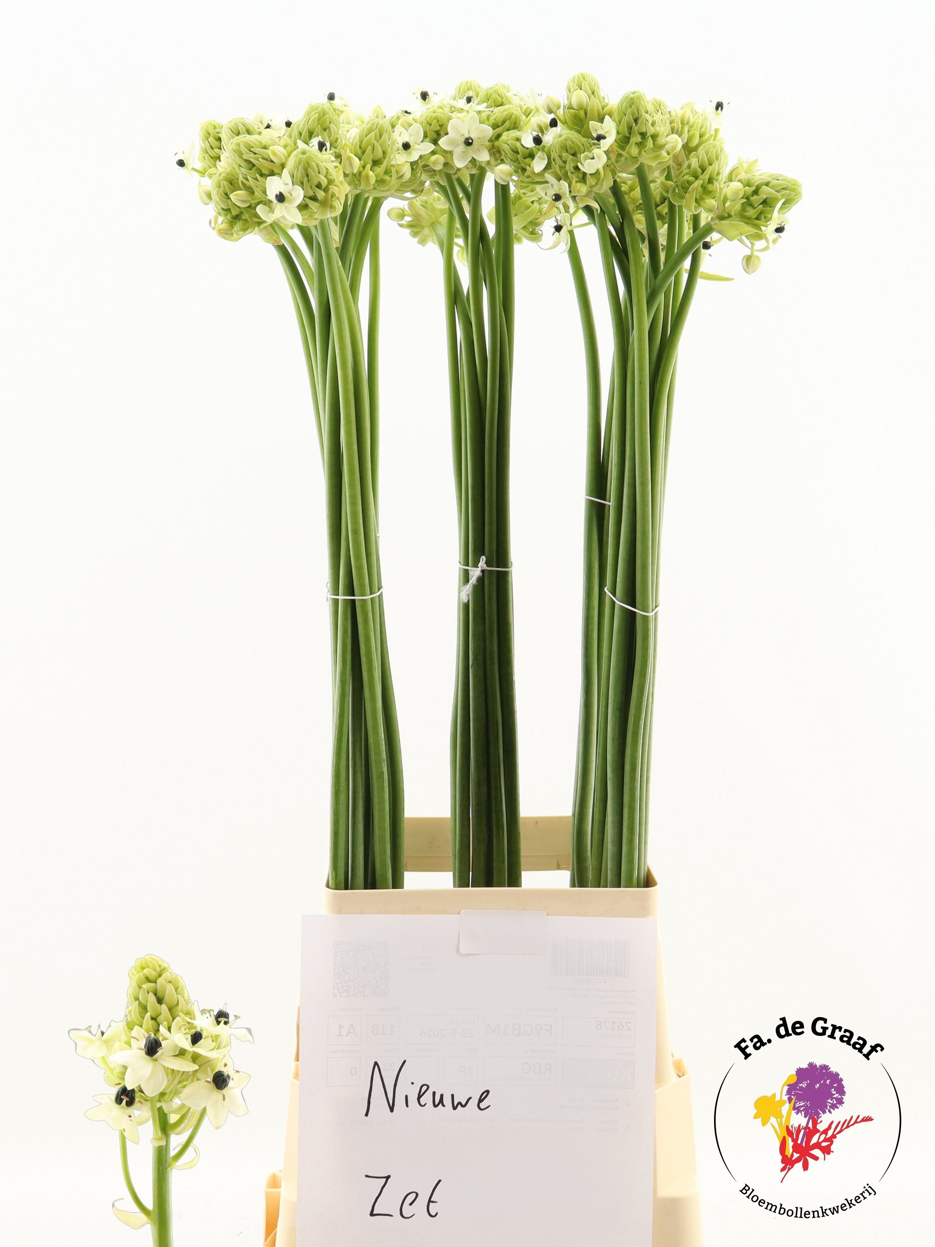 Ornithogalum Arabicum 90cm