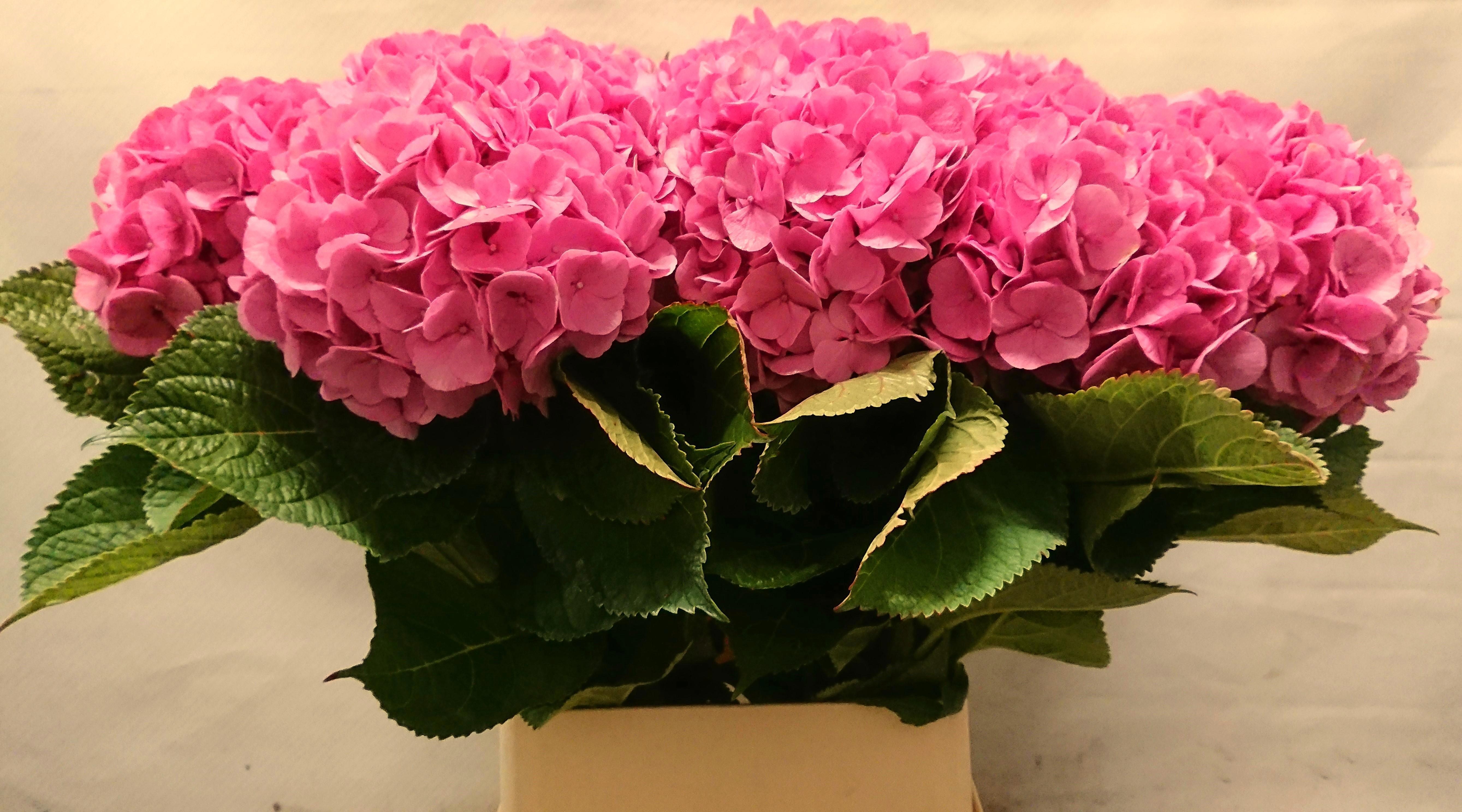 Hydrangea Bodensee Pink 100cm 16Ø