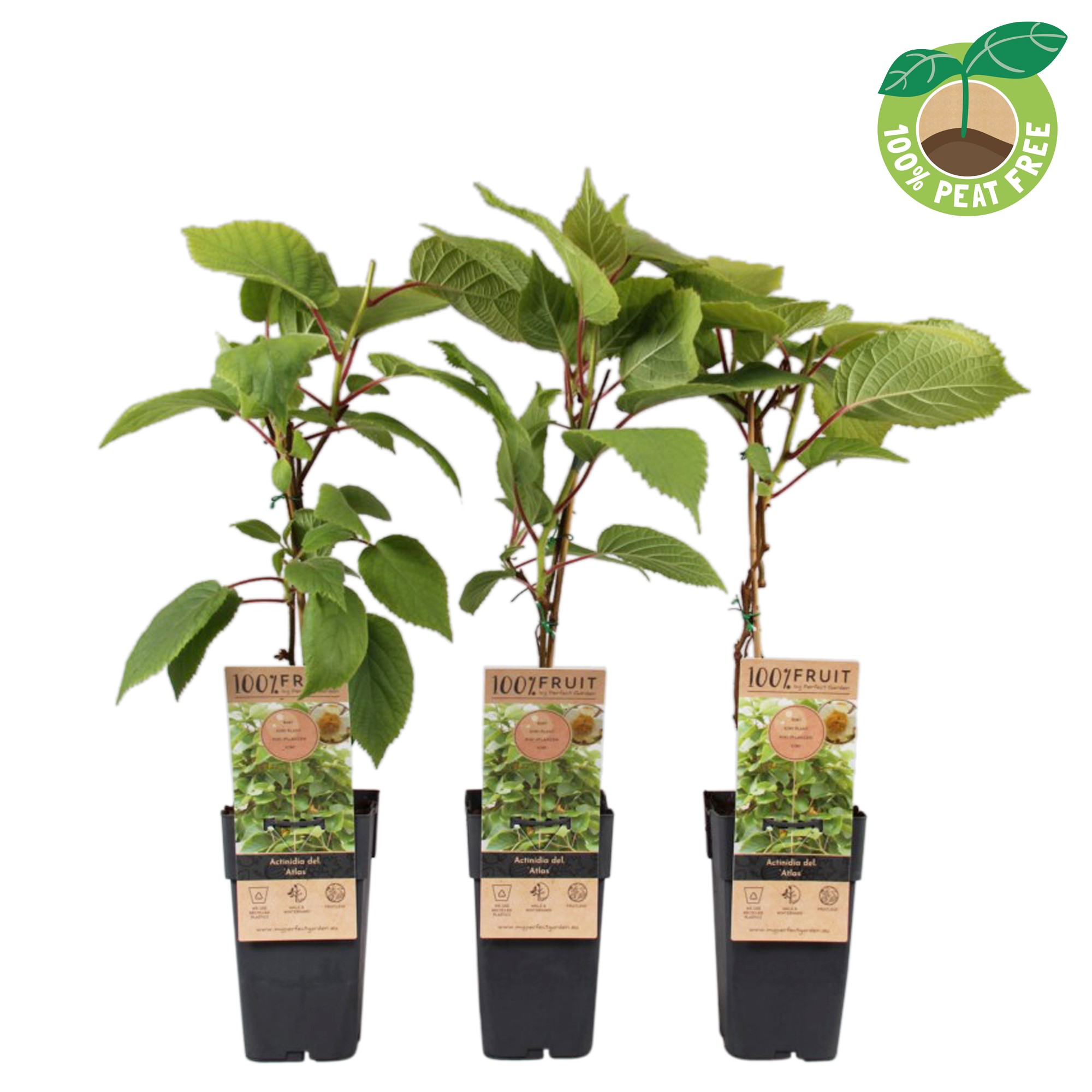 Picture of Actinidia deliciosa Atlas P15 (2 Ltr/high)