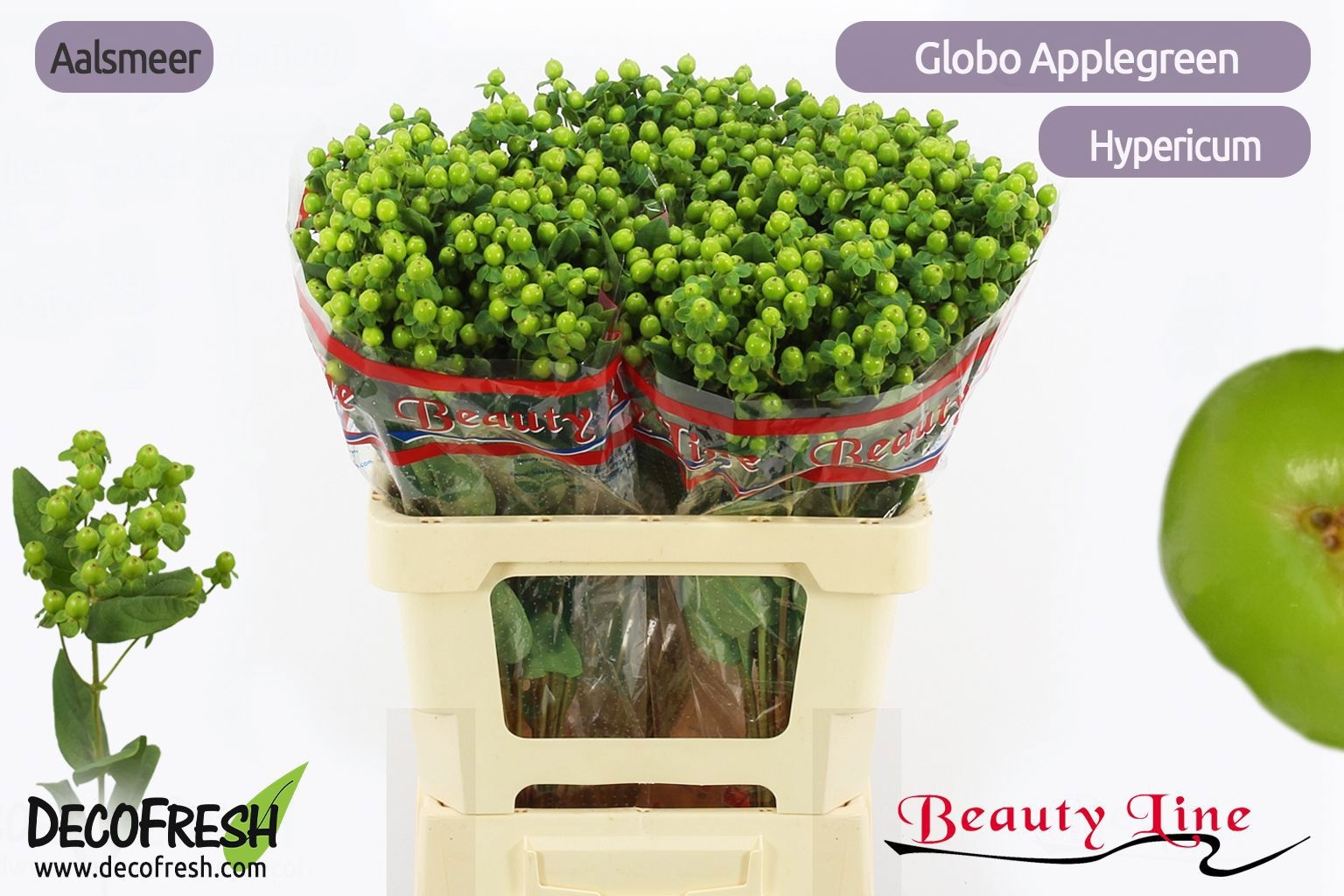 Hyp Globo Applegreen 60cm