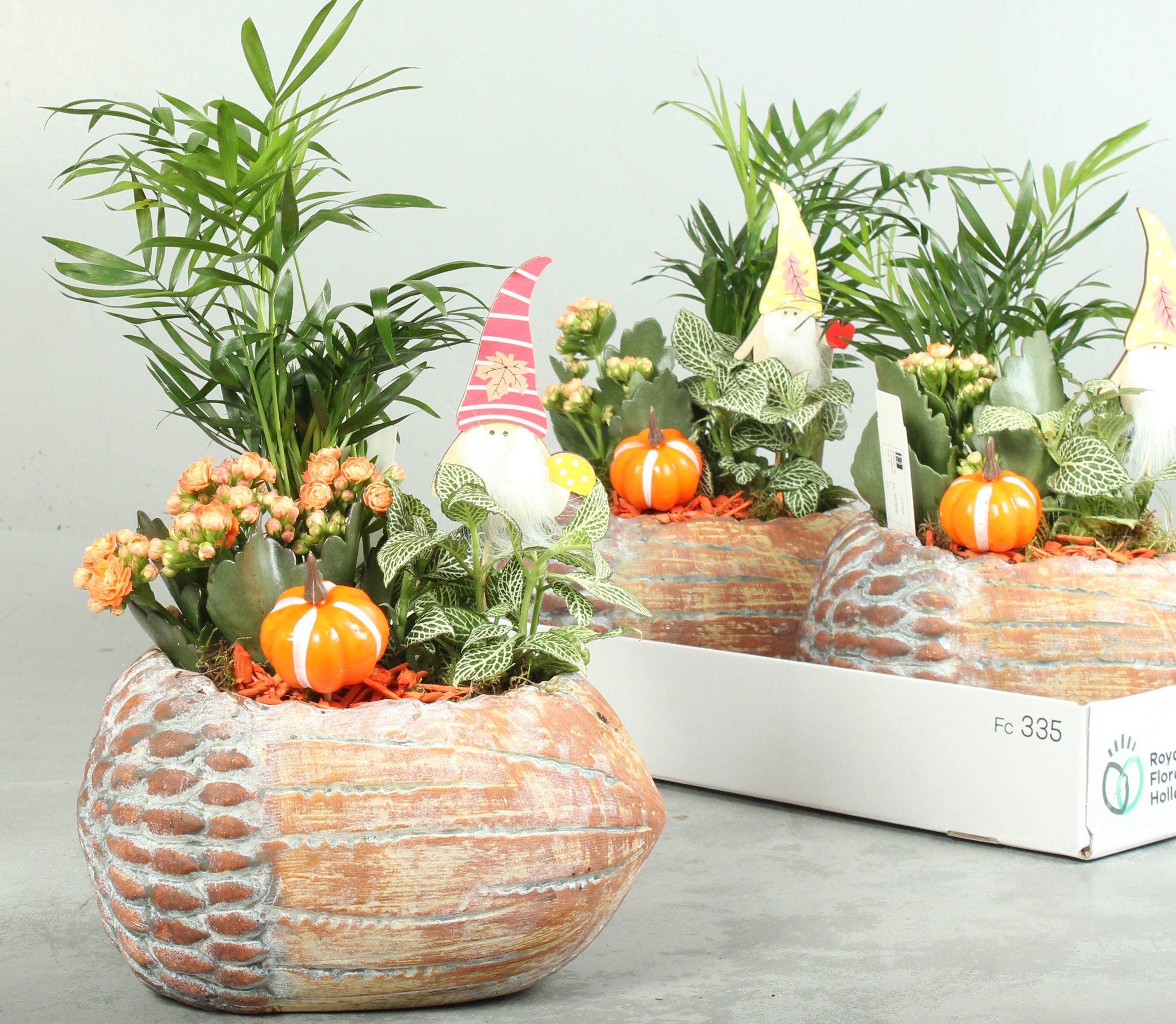 Arr Kamerplanten H% 24P 20H