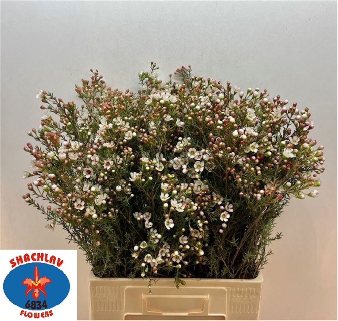 Chamaelaucium Ziv 70cm 30gram