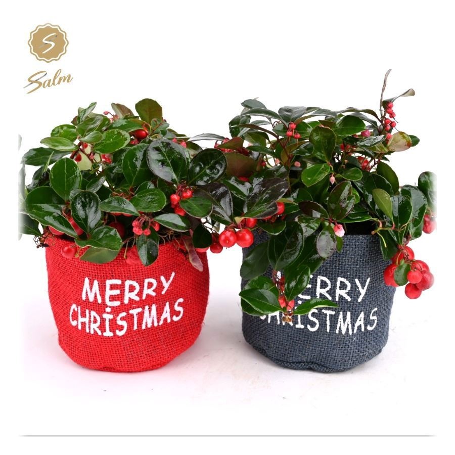 Gaultheria pr. 'Big Berry'® in Bag X-mas Duo