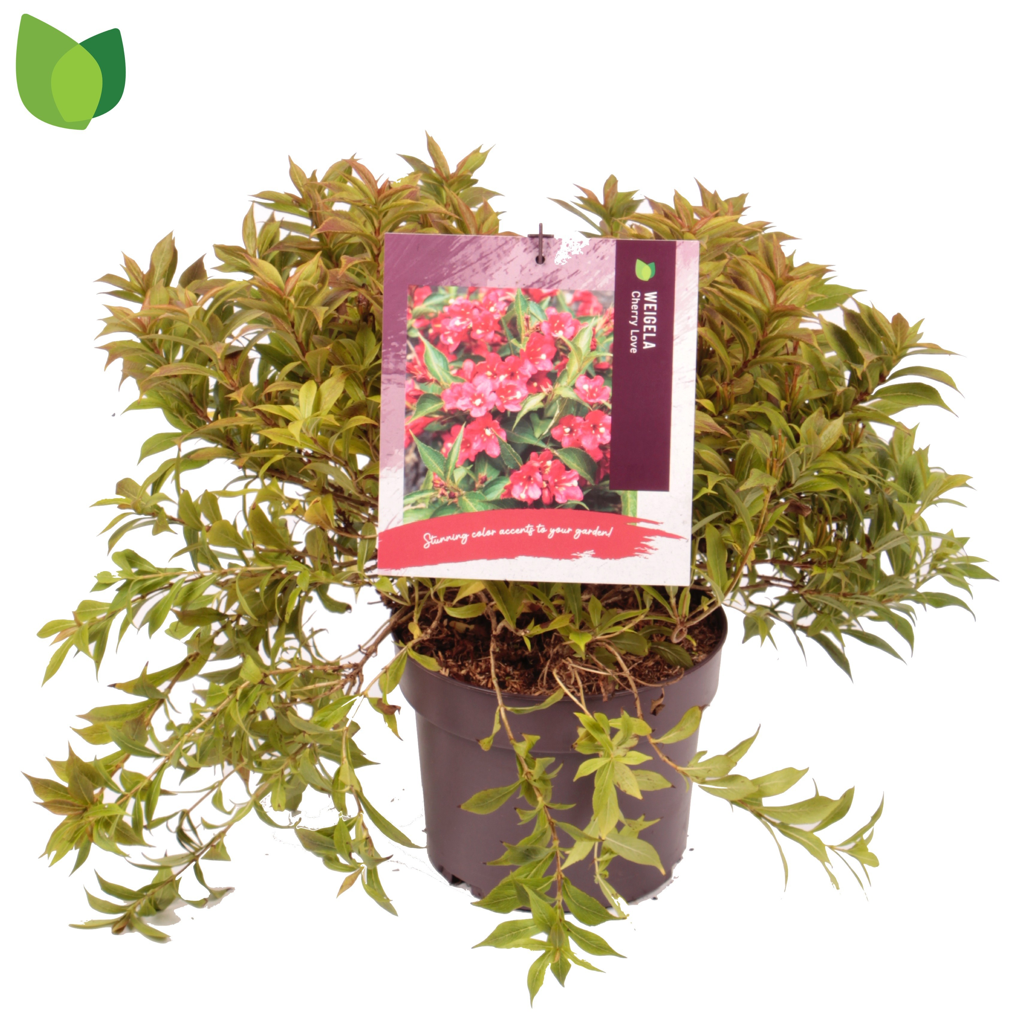 Weigela 'Cherry Love'