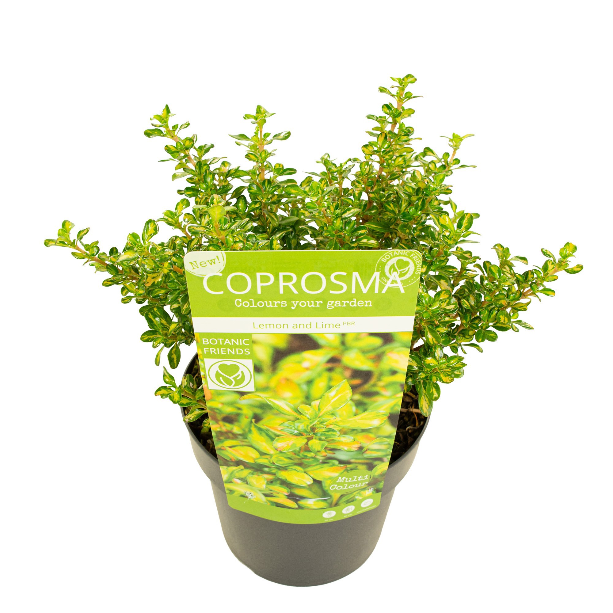 Coprosma 'Lemon and Lime'