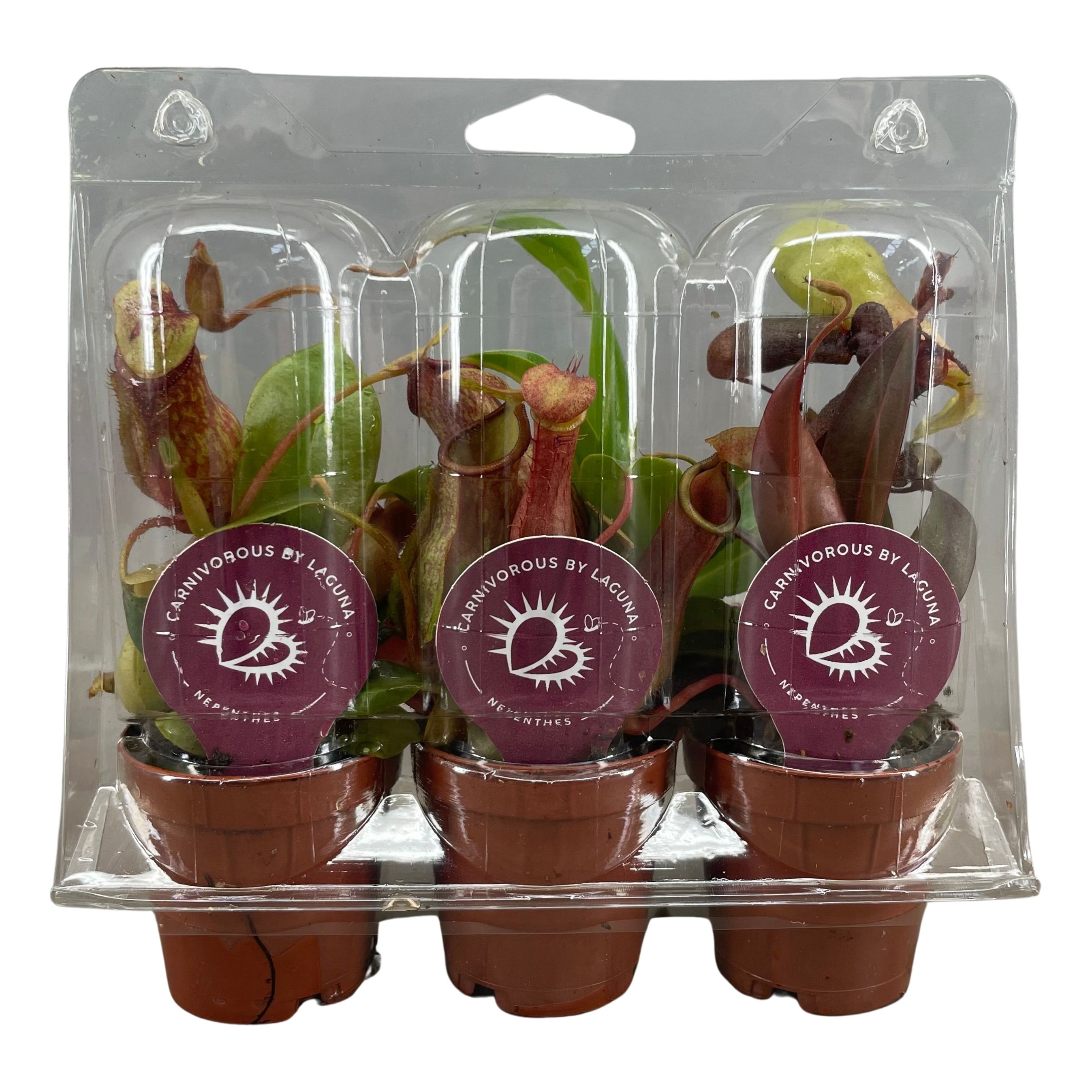 Picture of Nepenthes Carnivorous in varieties 3 pieces in blister P6 18cm