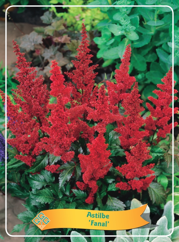 Picture of Astilbe mix 6x10 srt. per shelve P11