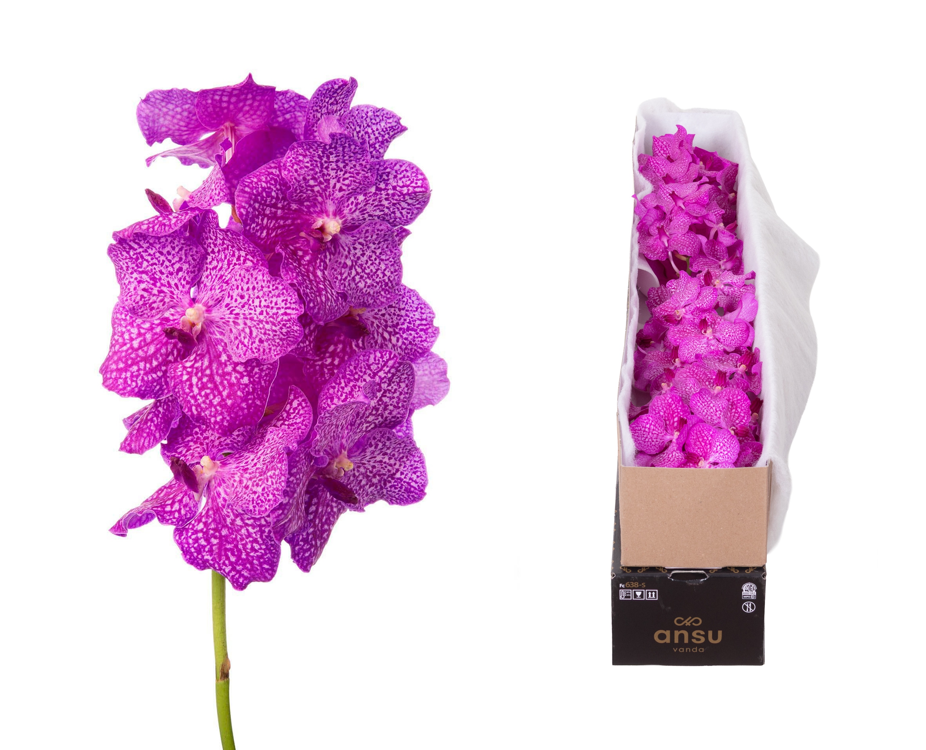 Vanda Ni Rosy