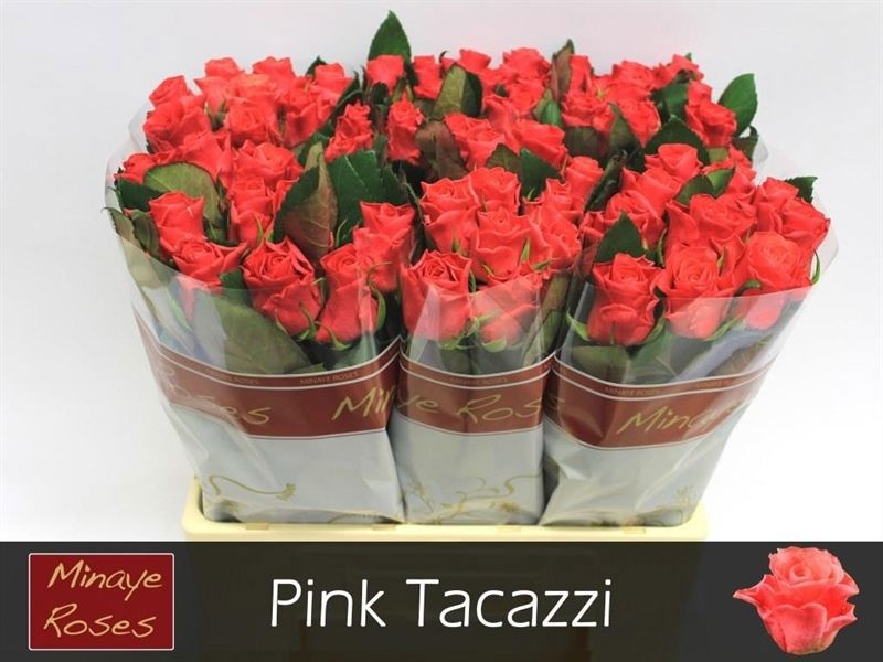 R Gr Pink Tacazzi+