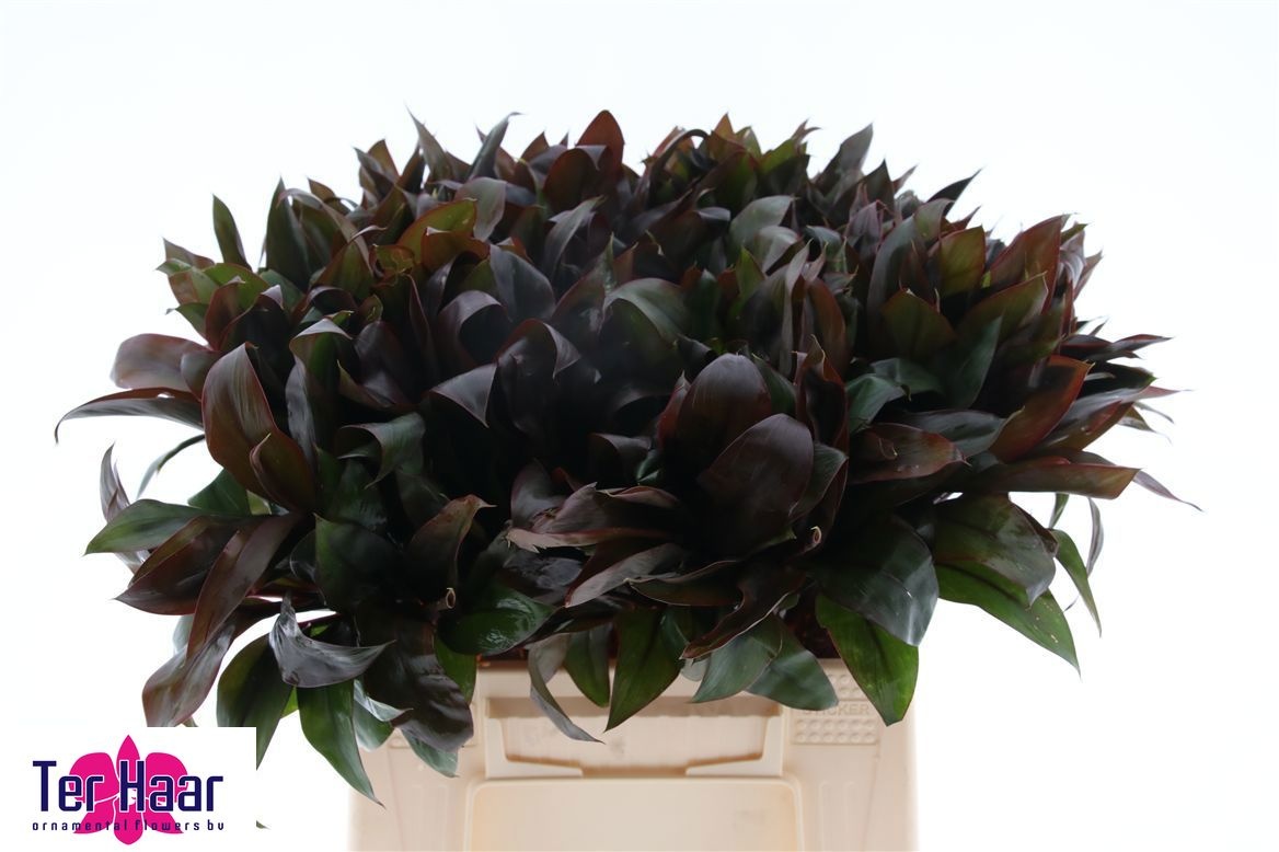 Dracaena Fr Compacta 40cm