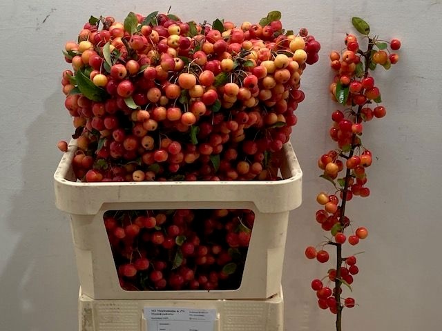Malus Red Sentinel