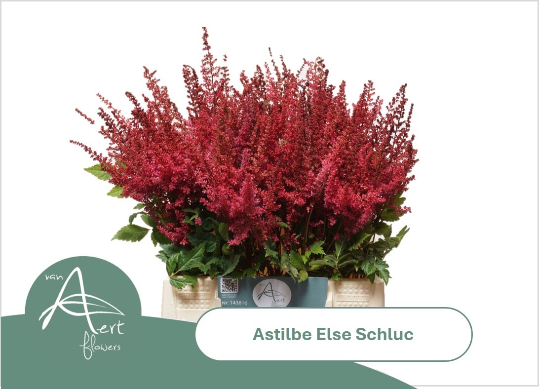 Astilbe Else Schluc 45cm