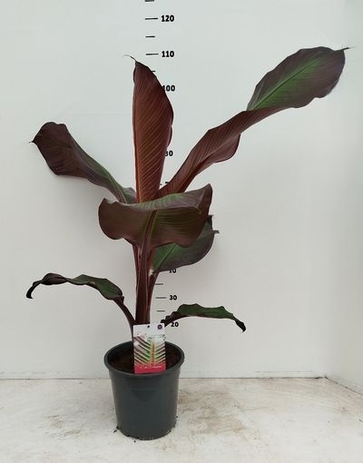 Ensete ventricosum Maurellii PL