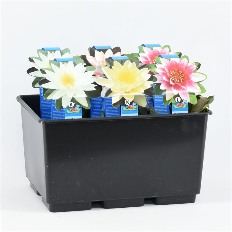 Nymphaea Mix tray 4 kleuren