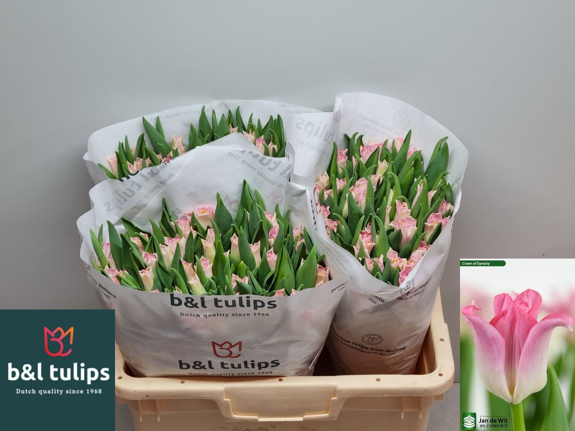Tulipa Lily Crown Dynasty 38cm 36gram