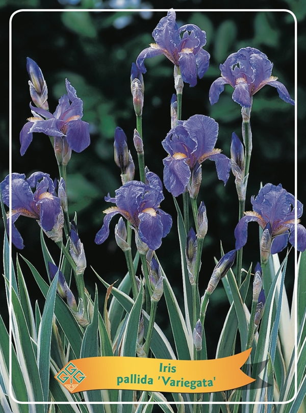 Picture of Iris germanica Mix 6x10 srt. per shelve P11