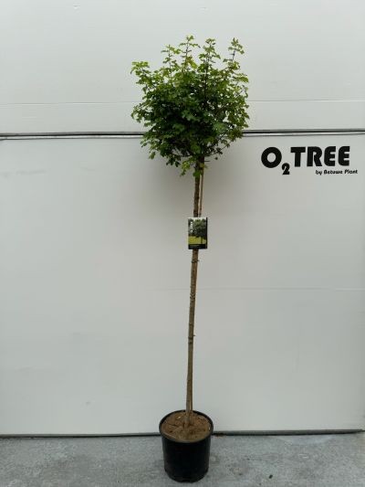 Acer campestre 'Nanum' stam