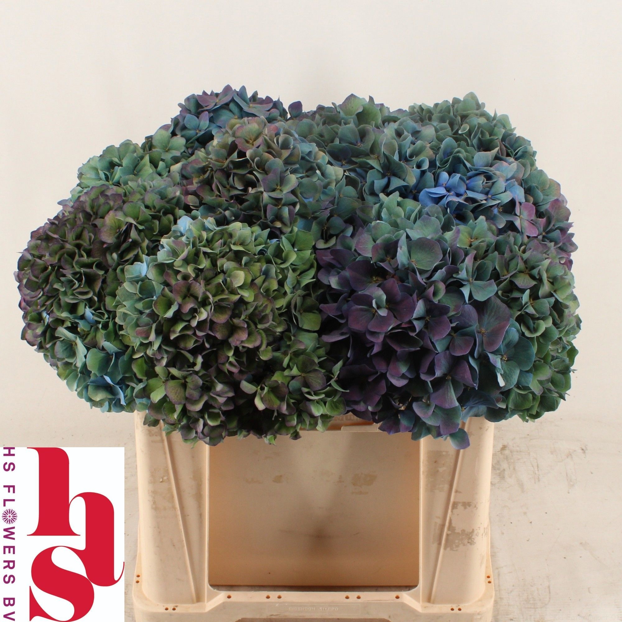 Hydrangea Pimpernel Classic 50cm 17Ø