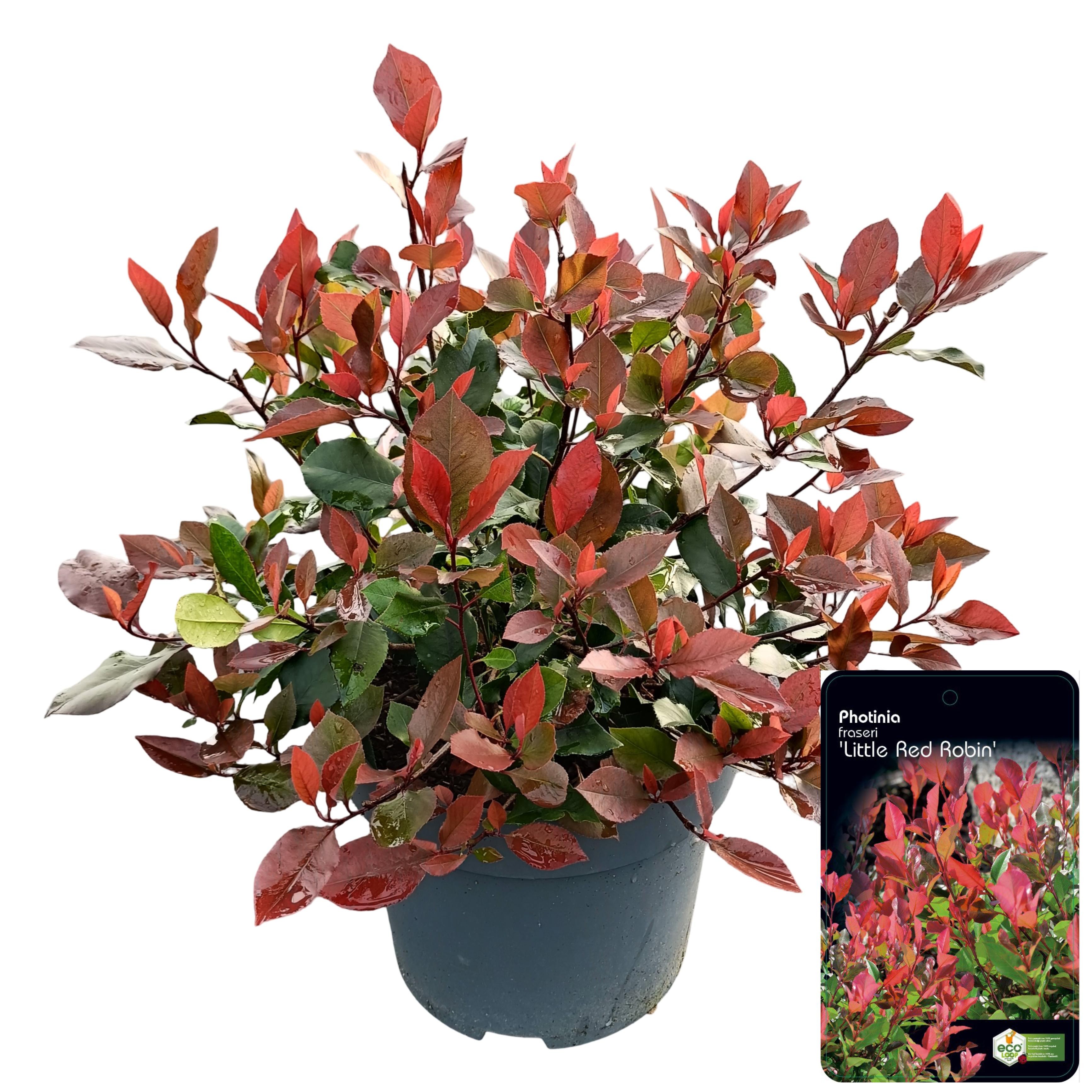 Picture of Photinia fraseri 'Little Red Robin' C10