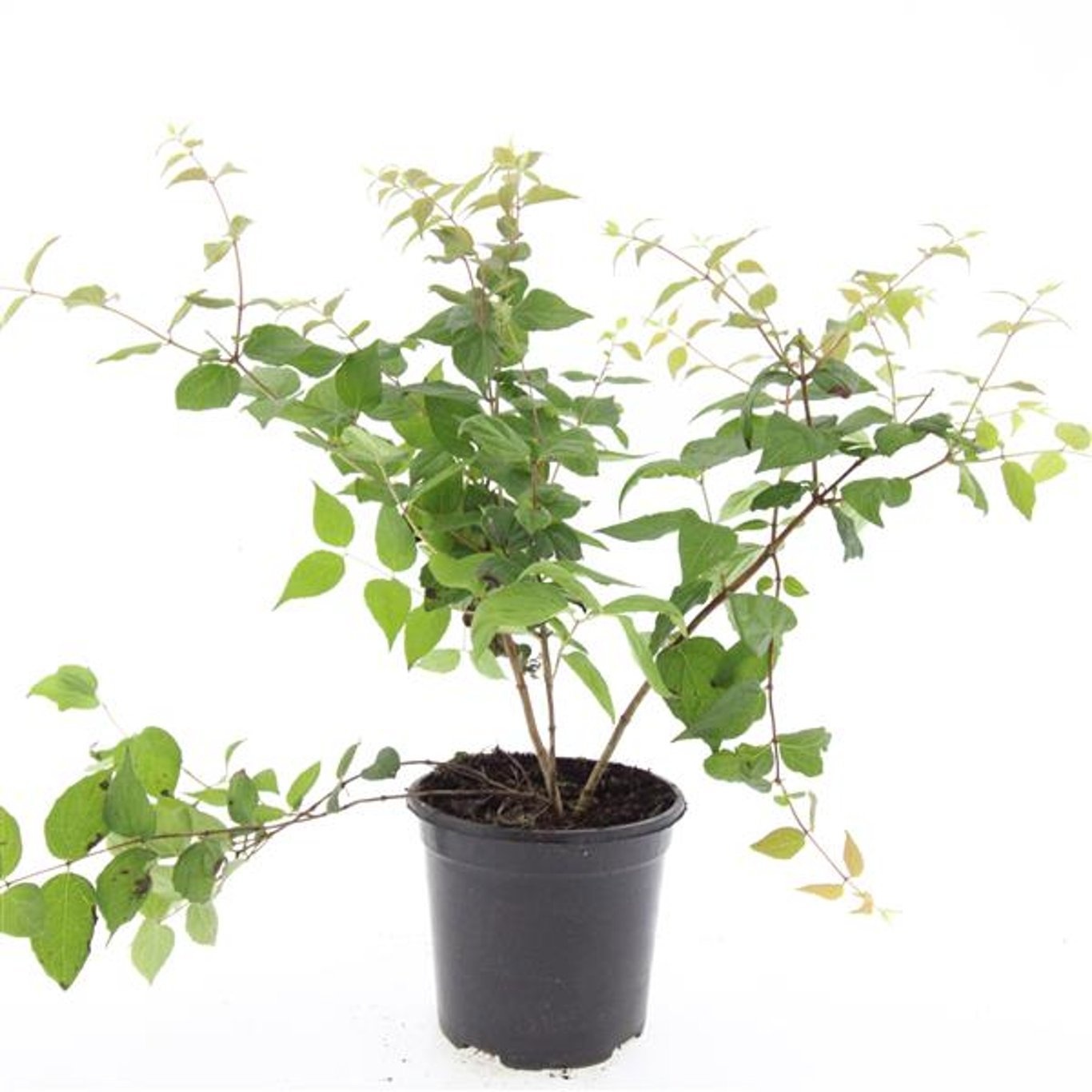 Kolkwitzia amabilis