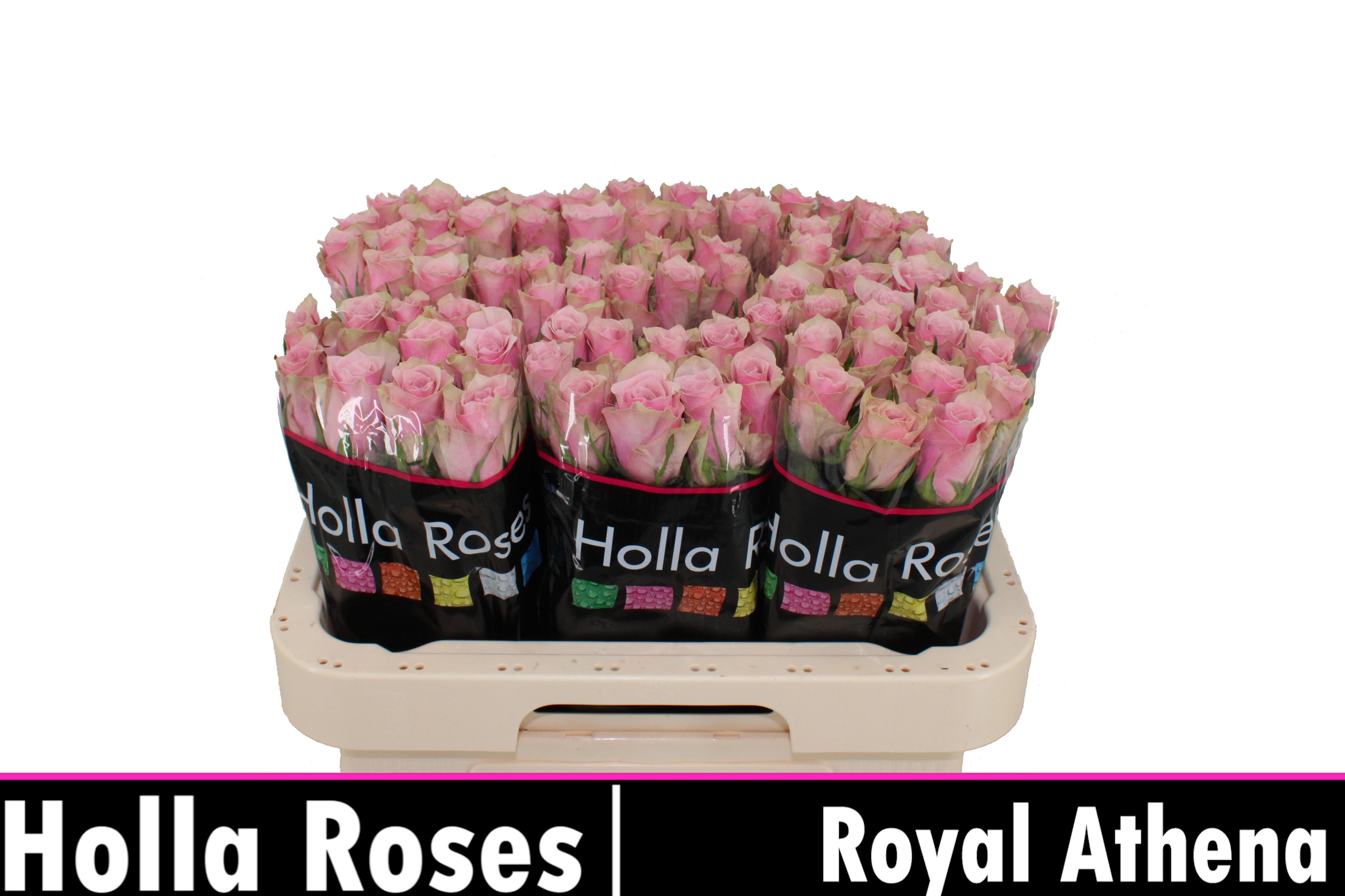 R Gr Athena Royale