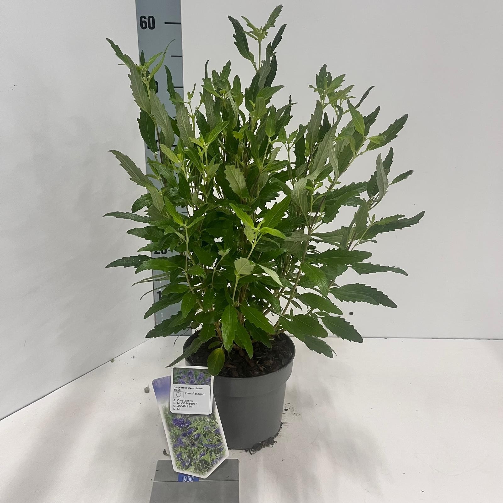 Picture of Caryopteris cland. Grand Bleu® ('Inoveris'PBR)