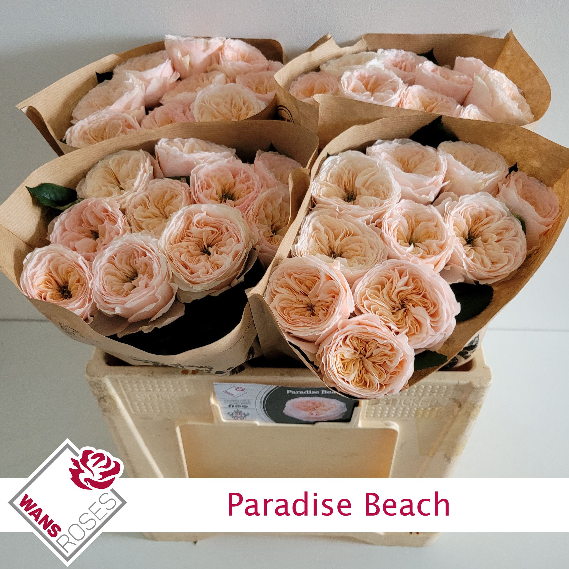 Rosa Garden Paradise Beach 50cm