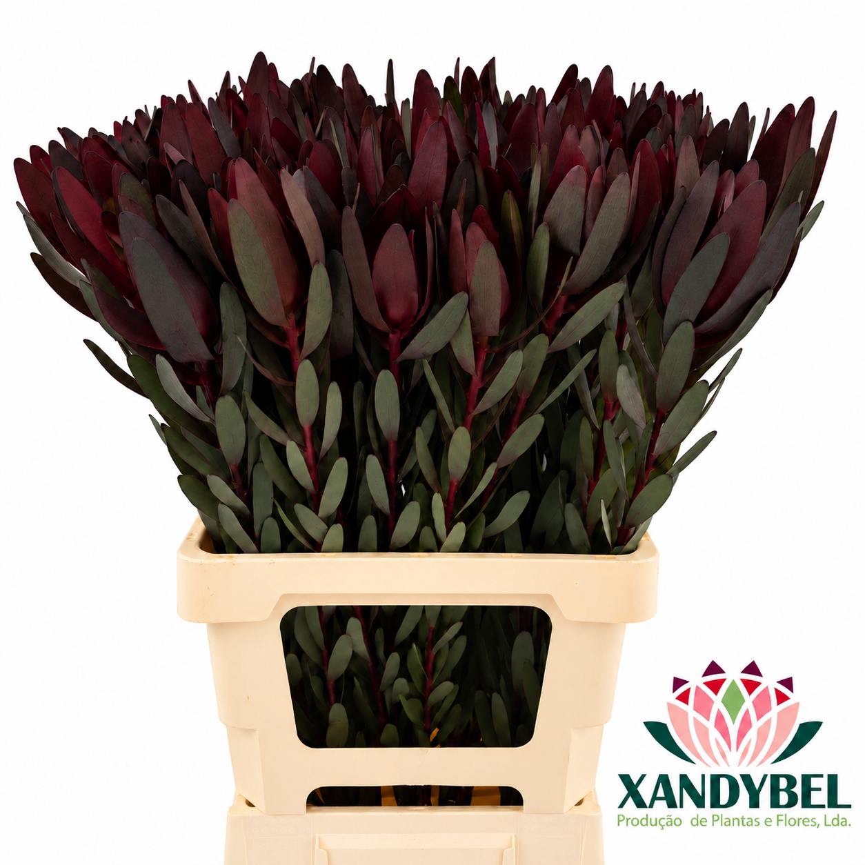 Leucadendron Safari Sunset 70cm
