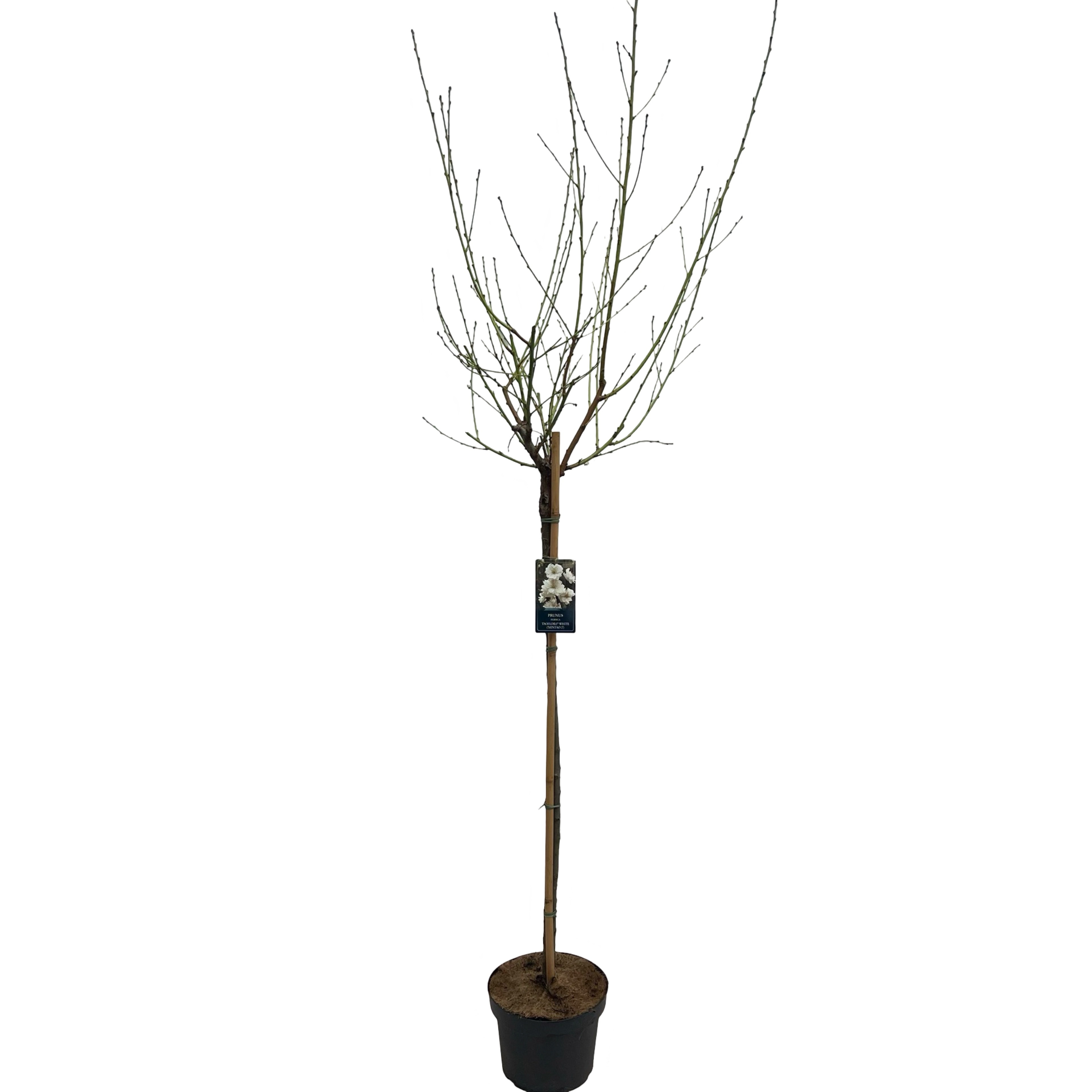 Picture of Prunus Taoflora White P29 (10 Ltr) 120/STD (LOOSE)