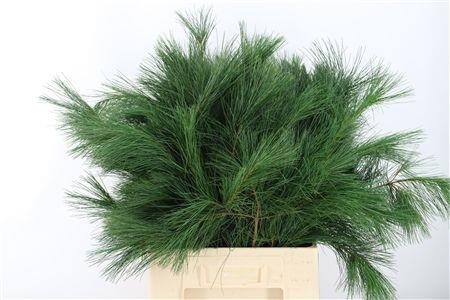 Pinus Strobus 80cm