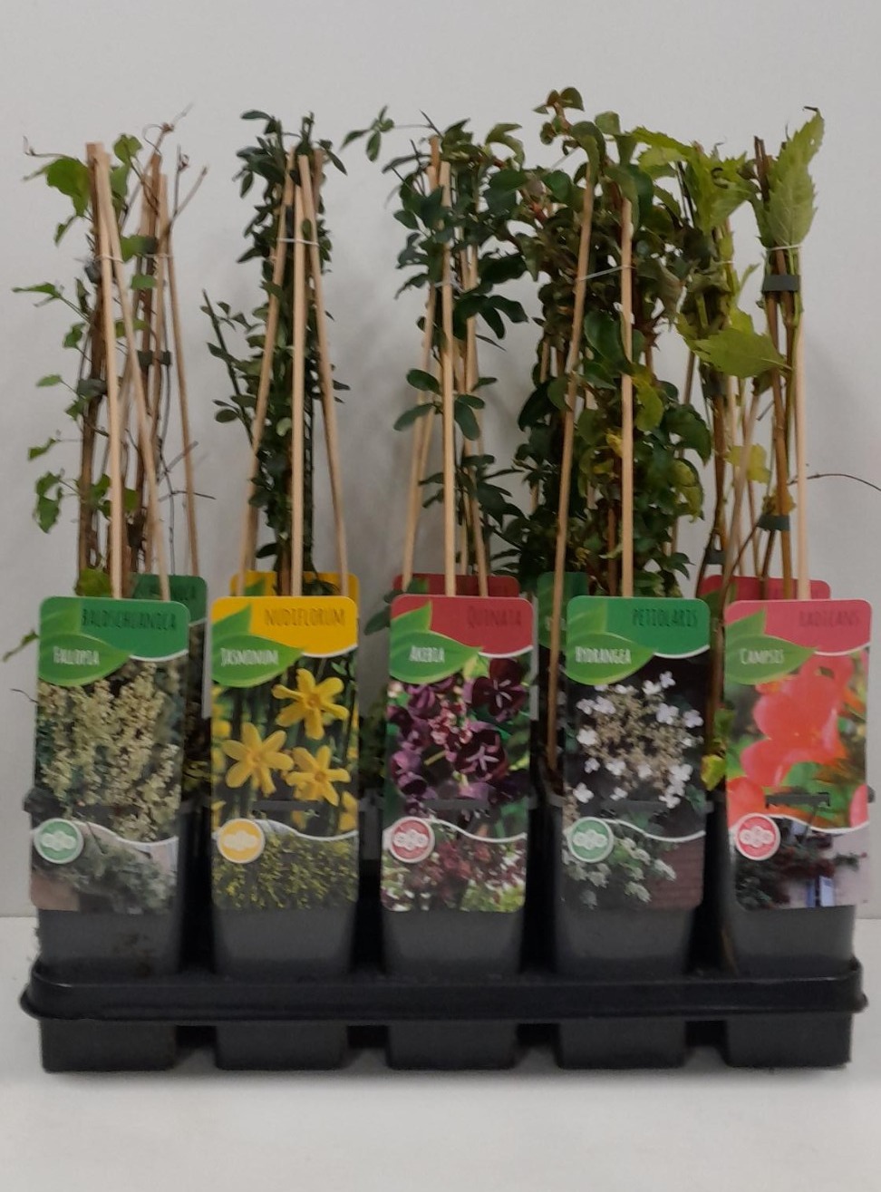 Picture of Overige klimplantenmix: Hydrangea, Jasminum, Campsis, Akebia, Passiflora