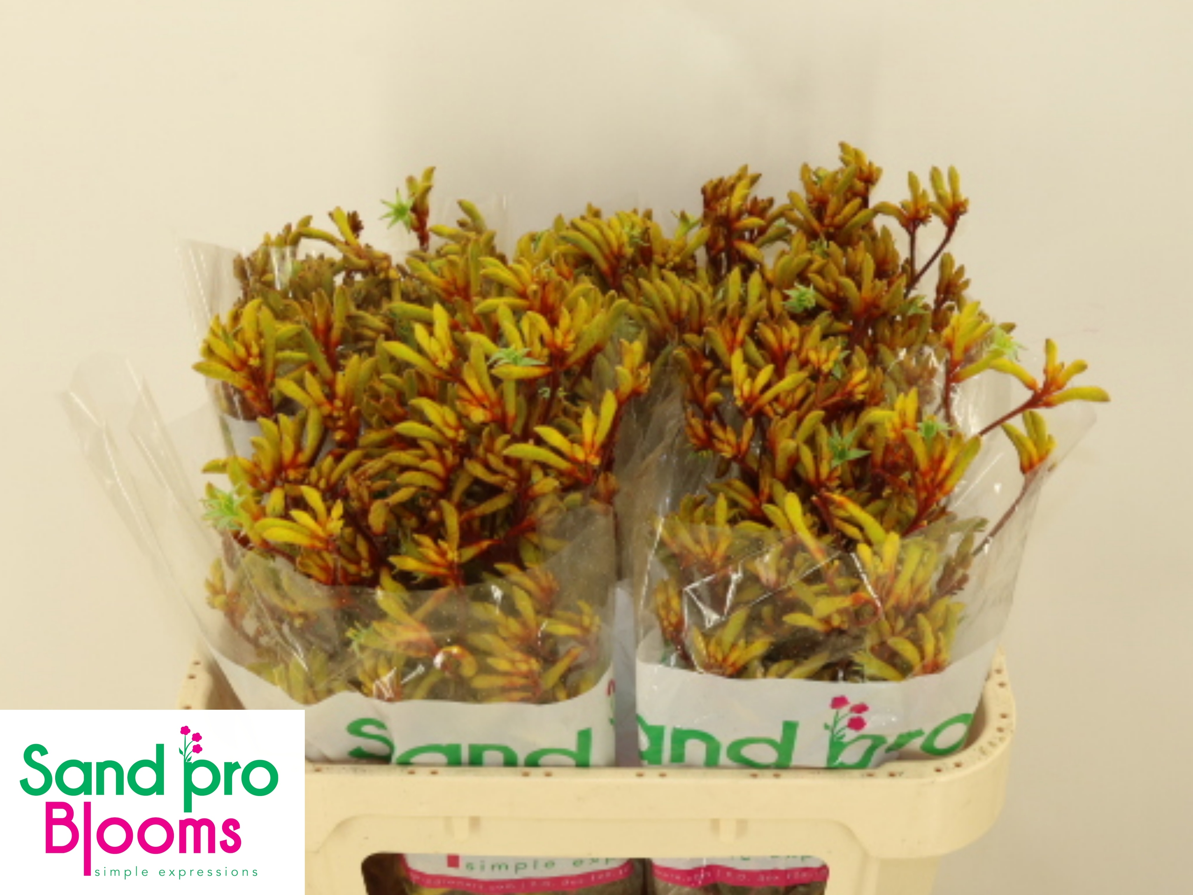 Anigozanthos Gold Fever 70cm