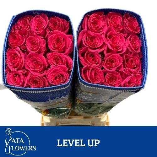 Rosa 70cm