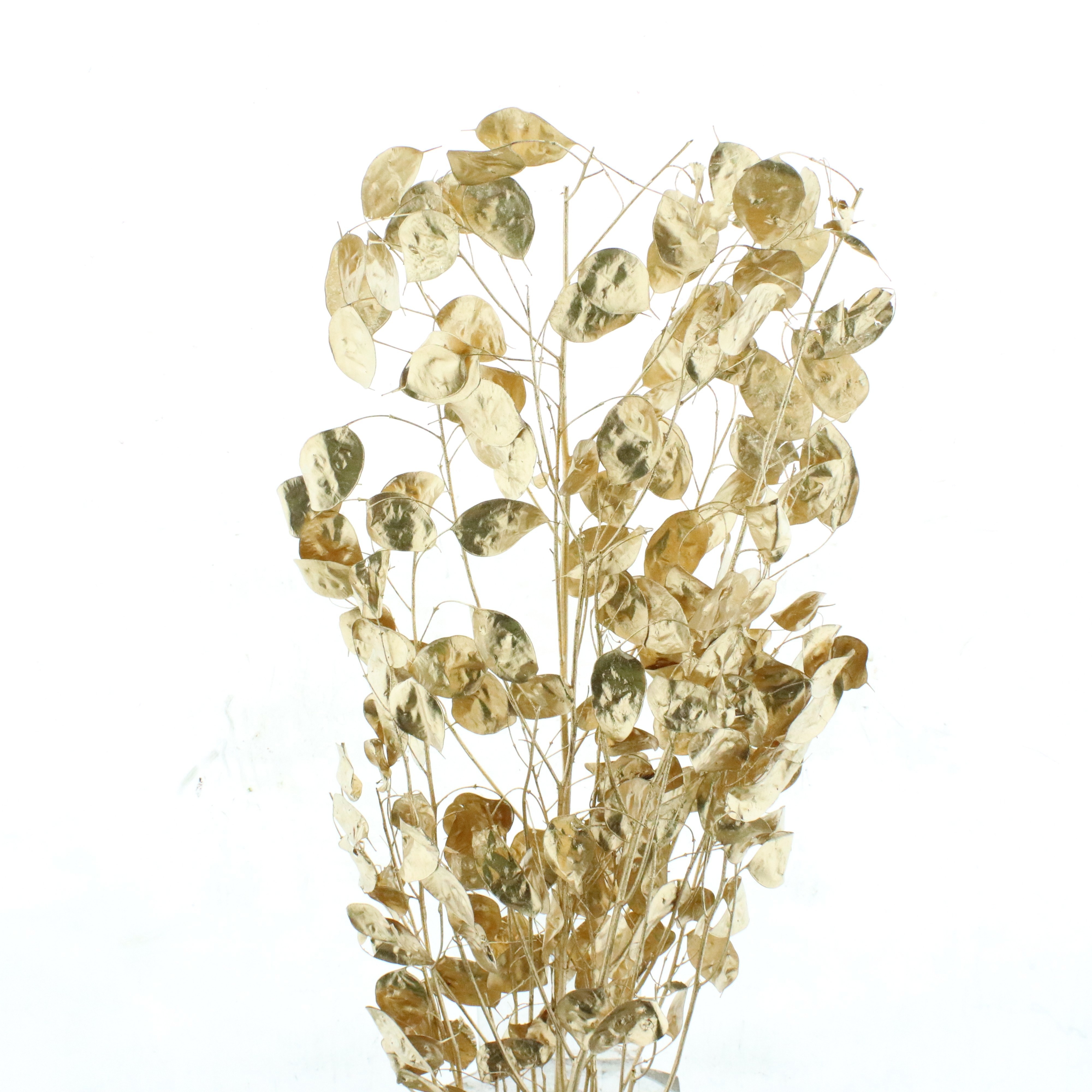 Ov Colrbehandeld 80cm